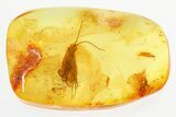 Large Detailed Fossil Caddisfly (Trichoptera) In Baltic Amber #296951-1